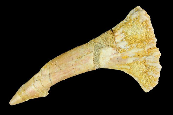 Fossil Sawfish (Onchopristis) Rostral Barb - Morocco #145611